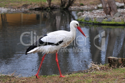 Storch