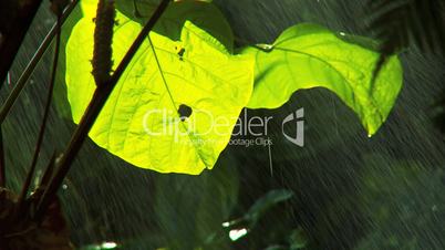 Blätter im Regen