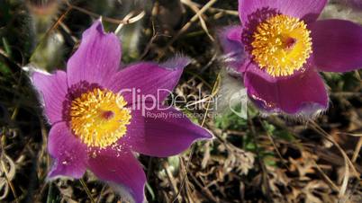 Exotic flowers