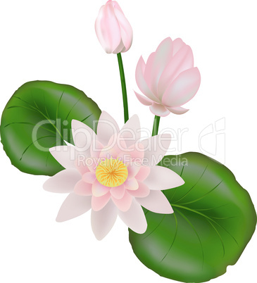 Lotus with leaves