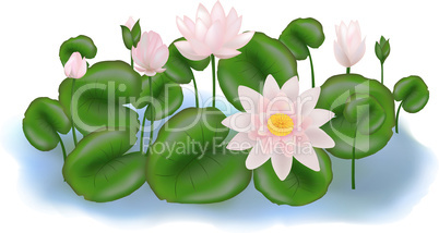 Group Lotuses with leaves