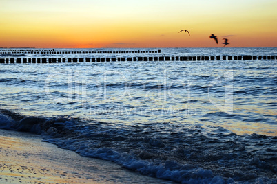 seagulls sunset