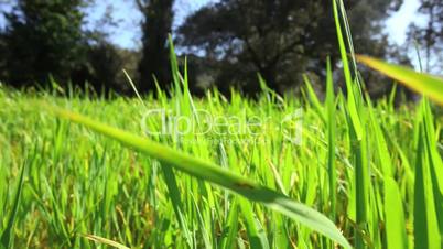 Green grass in a meadow
