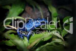 blauer Pfeilgiftfrosch