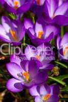 Viele lila Krokusse im Frühling