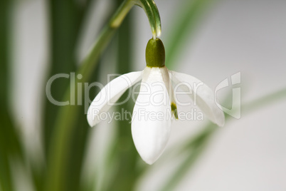 Schneeglöckchen im Frühling