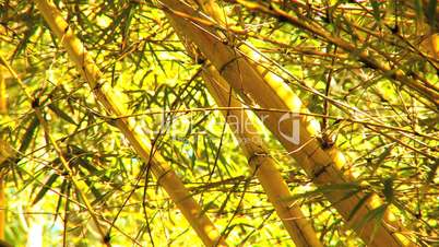 Bambus im Regenwald