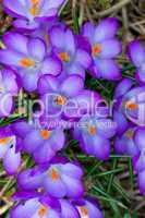Viele lila Krokusse im Frühling