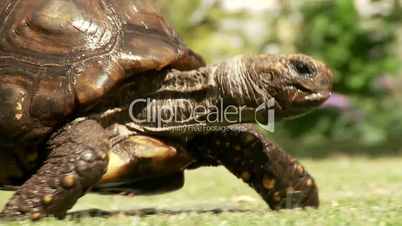 Riesen Schildkröte