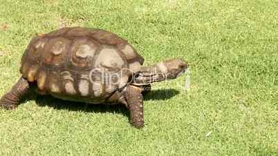 Riesen Schildkröte badet