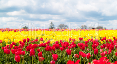 Tulips