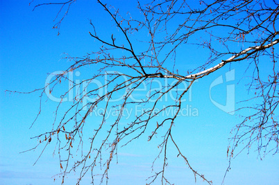 Birch branch