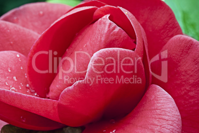 Red Rose Blossom