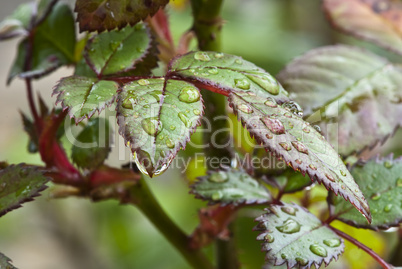 Wet Green Leaves in a Garden