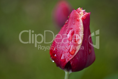 Red Tulip