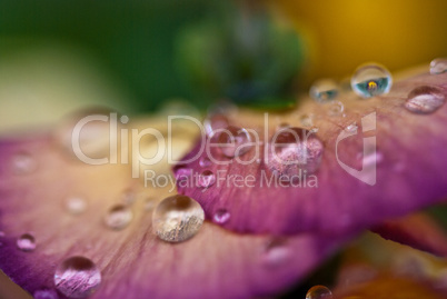 Wet Violet Flowers