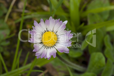 Daisy Flowers in a Garden