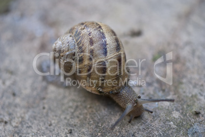 Snail on a Tuscan Garden, Italy