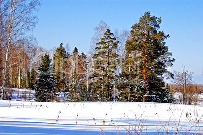 Winter landscape