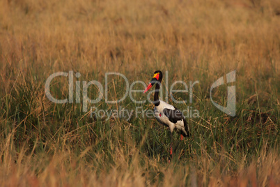 Sattlestorch (Ephippiorhynchus senegalensis)