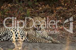 Leopard (Panthera pardus)