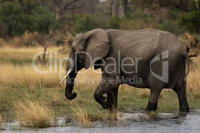 Elefant (Loxodonta africana)