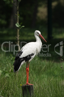 Weißstorch (Ciconia ciconia)