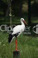 Weißstorch (Ciconia ciconia)