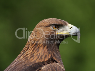 Steinadler (Aquila chrysaetos)