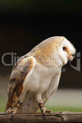 Schleiereule (Tyto alba)