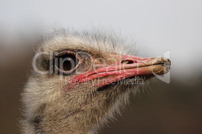 Strauß (Struthio camelus)