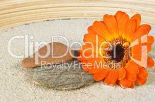 gerbera on sand