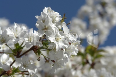 Frühlingserwachen