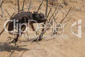 Namaqua Chamäleon (Chamaeleo namaquensis)