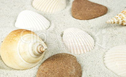 shells