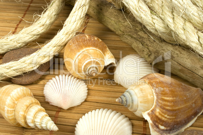 shells