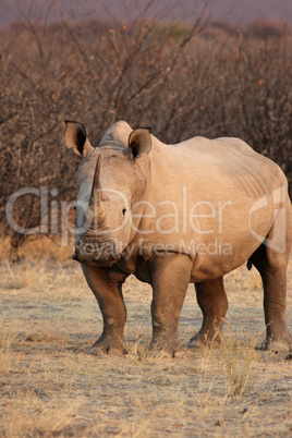 Breitmaulnashorn (Ceratotherium simum)