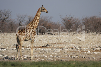 Giraffe (Giraffa camelopardalis)