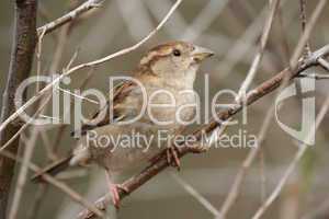 Weiblicher Haussperling (Passer domesticus)