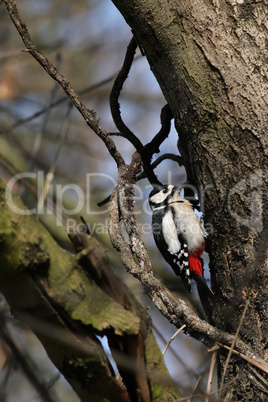 Buntspecht (Dendrocopos major)