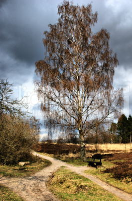 Birke am Weg HDR