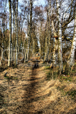 Bikenweg im Wittmoor HDR