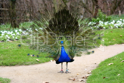 pfau