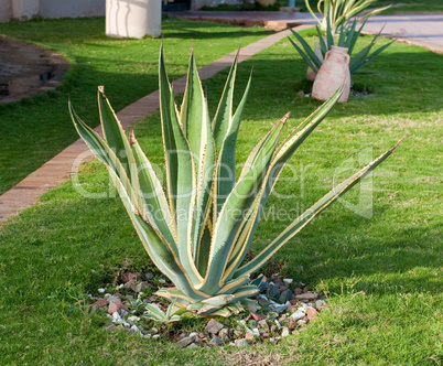 Green leaves of aloe