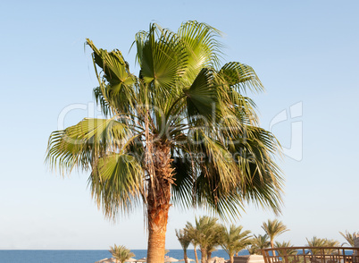 palm at sea