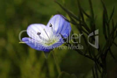 Veronica persica