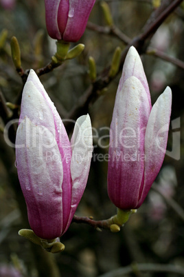 Magnolien