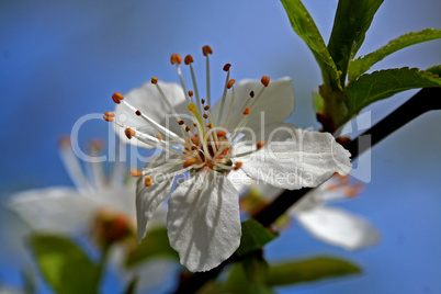 Schwarzdorn Blüte