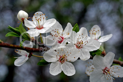 Schlehenblüte