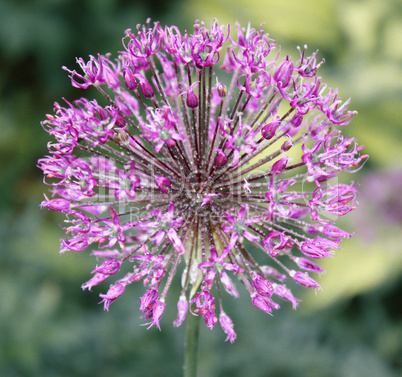 flowering onion